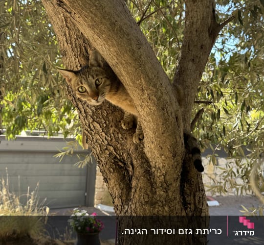 חתול על עץ בגינה עם פרחים ברקע